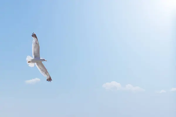 Vit Grå Måsen Flyger Blå Himmel Med Moln — Stockfoto