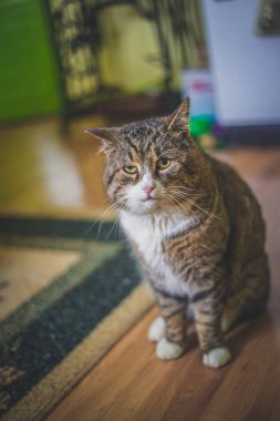 House katta oturan büyük renkli kedi.