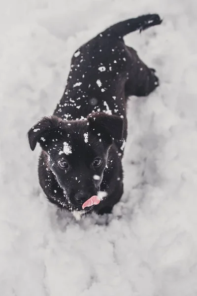 Small Black Dog Playing Snow — Stock Photo, Image