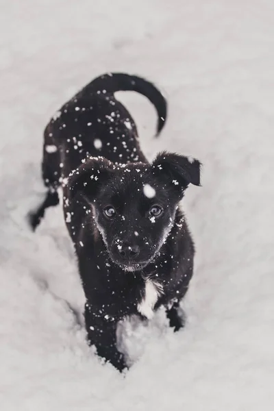 Μικρό Μαύρο Σκυλί Είναι Παιχνίδι Στο Χιόνι — Φωτογραφία Αρχείου