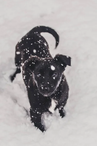 Pequeño Perro Negro Está Jugando Nieve — Foto de Stock