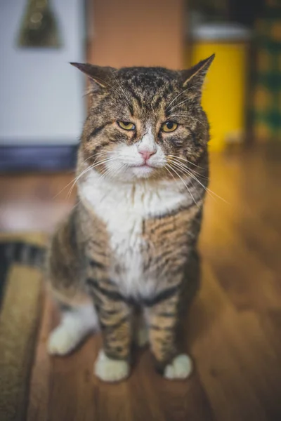 Duży Kolorowy Kot Siedzi Podłodze Domu — Zdjęcie stockowe