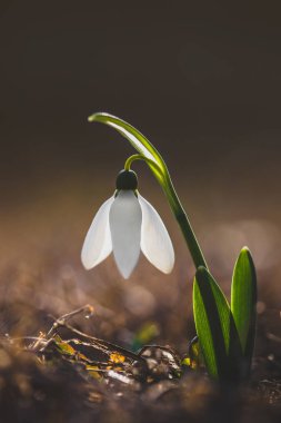 Bulanık backgroung kahverengi kurutulmuş çim üzerinde izole Bahar adlı bir kardelen çiçek (Galanthus nivalis). İlk Bahar çiçek.