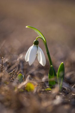 Bulanık backgroung kahverengi kurutulmuş çim üzerinde izole Bahar adlı bir kardelen çiçek (Galanthus nivalis). İlk Bahar çiçek.