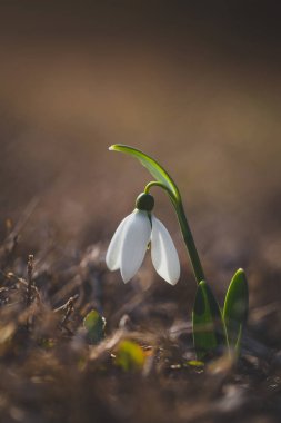 Bulanık backgroung kahverengi kurutulmuş çim üzerinde izole Bahar adlı bir kardelen çiçek (Galanthus nivalis). İlk Bahar çiçek.