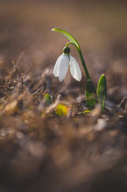 Bulanık backgroung kahverengi kurutulmuş çim üzerinde izole Bahar adlı bir kardelen çiçek (Galanthus nivalis). İlk Bahar çiçek.