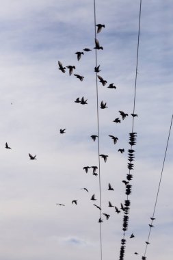 Elektrik kabloları üzerinde ortak Starling (Sturnus vulgaris) Flock. Birçok kuş tel etrafında uçuyor