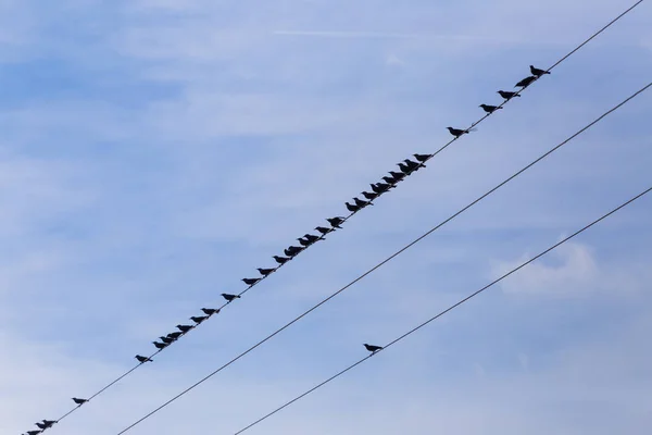 Elektrik kabloları üzerinde ortak Starling (Sturnus vulgaris) Flock. Teller üzerinde bir sürü kuş. — Stok fotoğraf