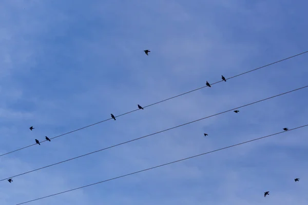 Flock van gemeenschappelijke Spreeuw (Sturnus vulgaris) op elektriciteitsdraden. Veel vogels op draden. — Stockfoto