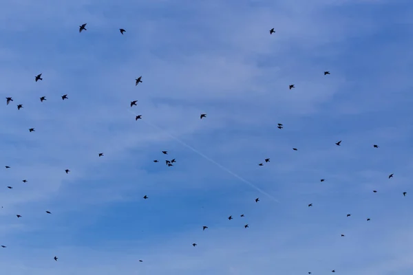 Flock van gemeenschappelijke Starling (Sturnus vulgaris) vliegen met blauwe hemel in de achtergrond. — Stockfoto