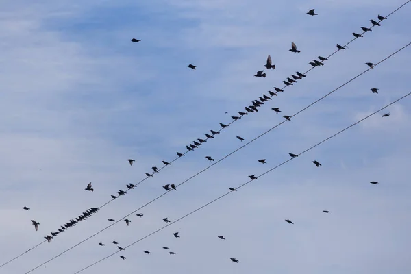 Flock van gemeenschappelijke Spreeuw (Sturnus vulgaris) op elektriciteitsdraden. Veel vogels vliegen rond draden — Stockfoto