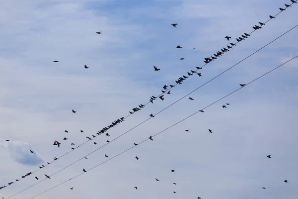 Flock van gemeenschappelijke Spreeuw (Sturnus vulgaris) op elektriciteitsdraden. Veel vogels vliegen rond draden — Stockfoto