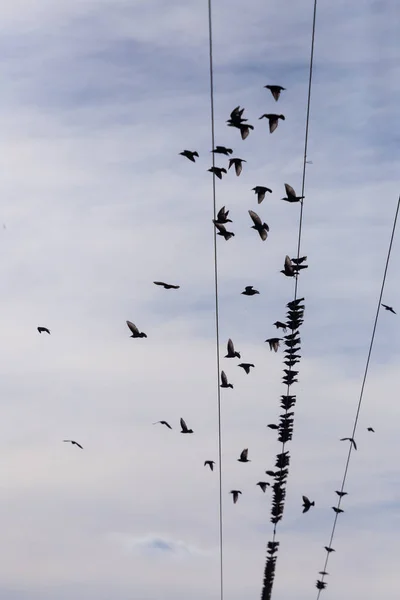 Elektrik kabloları üzerinde ortak Starling (Sturnus vulgaris) Flock. Birçok kuş tel etrafında uçuyor — Stok fotoğraf