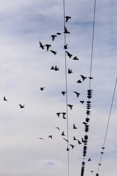 Elektrik kabloları üzerinde ortak Starling (Sturnus vulgaris) Flock. Birçok kuş tel etrafında uçuyor — Stok fotoğraf