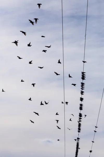 Troupeau d'étourneaux communs (Sturnus vulgaris) sur les fils électriques. Beaucoup d'oiseaux volent autour des fils — Photo