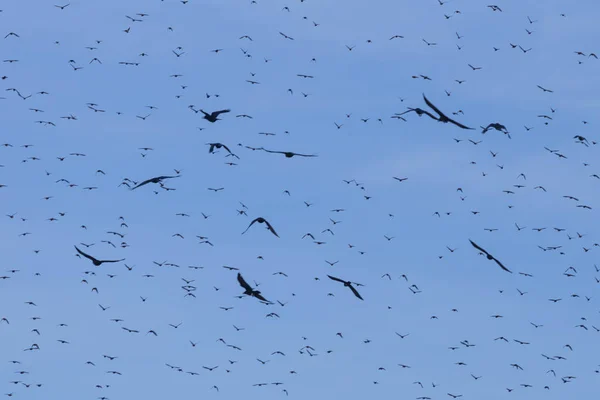 Flock of Common Starling (Sturnus vulgaris) flying with blue sky in background. — Stock Photo, Image