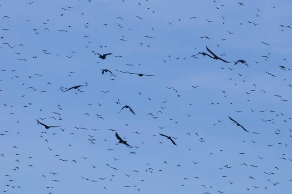 Flock van gemeenschappelijke Starling (Sturnus vulgaris) vliegen met blauwe hemel in de achtergrond. — Stockfoto