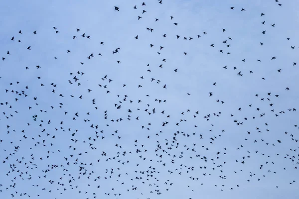Flock van gemeenschappelijke Starling (Sturnus vulgaris) vliegen met blauwe hemel in de achtergrond. — Stockfoto