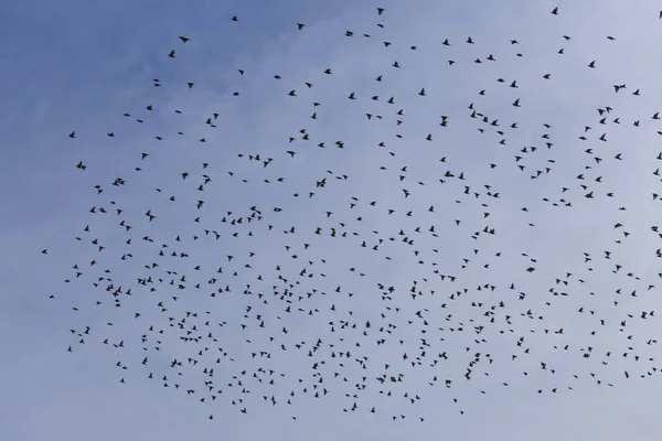 Flock van gemeenschappelijke Starling (Sturnus vulgaris) vliegen met blauwe hemel in de achtergrond. — Stockfoto