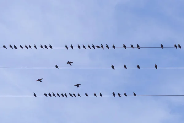 Elektrik kabloları üzerinde ortak Starling (Sturnus vulgaris) Flock. Teller üzerinde bir sürü kuş. — Stok fotoğraf