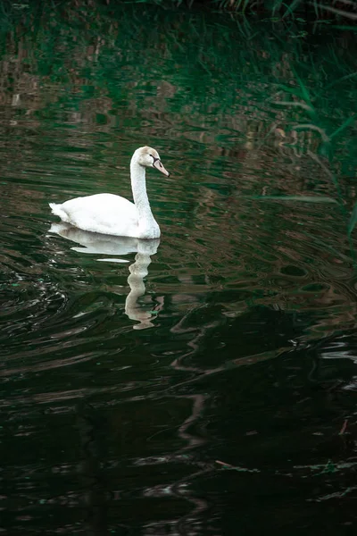 Білий лебідь пливе навколо озера з зеленими рослинами навколо — стокове фото