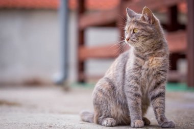 Genç gri kedi sit üzerinde betonun