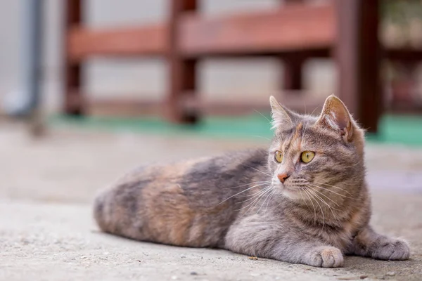 Le jeune chat gris repose sur le béton — Photo