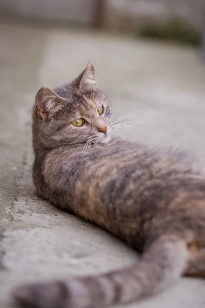 Die junge graue Katze liegt auf dem Beton — Stockfoto