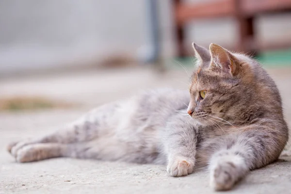 Die junge graue Katze liegt auf dem Beton — Stockfoto