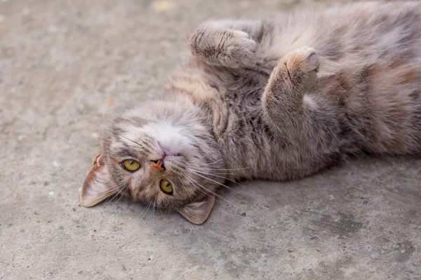 Die junge graue Katze liegt auf dem Rücken auf dem Beton — Stockfoto