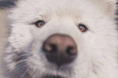 Beyaz genç erkek samoyed bakar sana