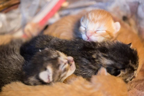 Colorido recién nacido gatito dormir juntos en manta —  Fotos de Stock