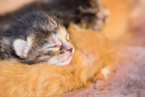 Colorful newborn kitten sleep together on blanket — Stock Photo, Image