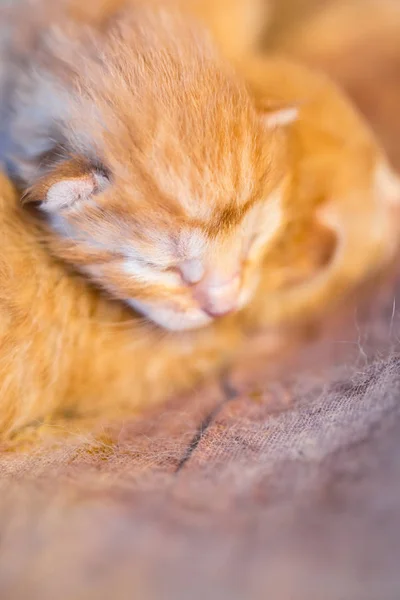 Colorful newborn kitten sleep together on blanket