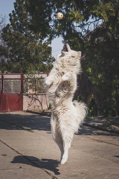 Jeune homme blanc samoyed saute pour attraper la balle — Photo