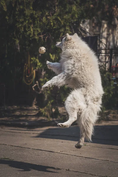 Jovem macho branco samoyed saltos para pegar a bola — Fotografia de Stock