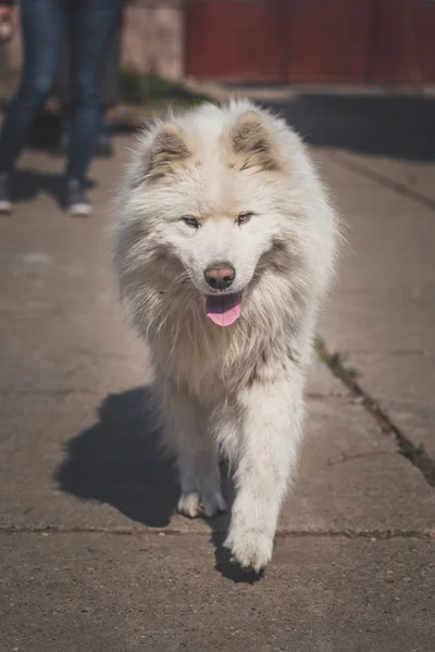 Młody biały mężczyzna samoyed powoli chodzić wokół stoczni. — Zdjęcie stockowe