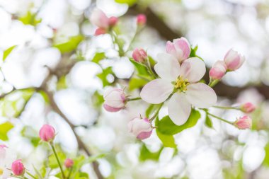 İlkbaharda dalda bir elma ağacı çiçeği. Bulanık arka plan ile izole güzel çiçek çiçek.