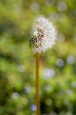 Yarım dendelion tohumu nun yakını uçup gitti. Taraxacum tohumları izole