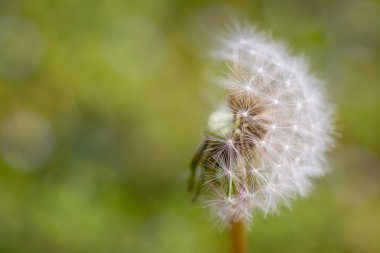 Yarım dendelion tohumu nun yakını uçup gitti. Taraxacum tohumları izole