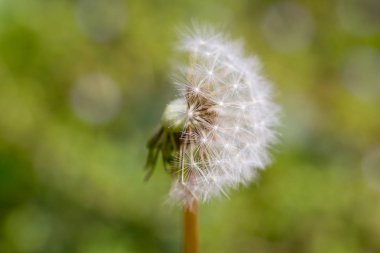 Yarım dendelion tohumu nun yakını uçup gitti. Taraxacum tohumları izole