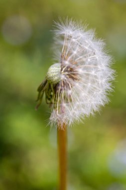 Yarım dendelion tohumu nun yakını uçup gitti. Taraxacum tohumları izole