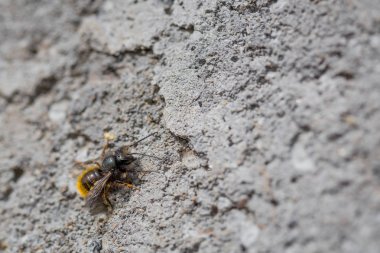 Güneşli bir günde gri beton üzerinde arı makro kapat