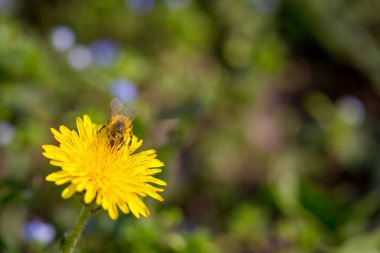 Arı parlak sarı karahindiba çiçek polen toplama. Taraxacum çiçek açan çiçek