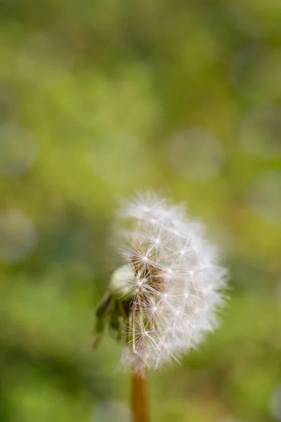 Cierre de medio diente de león semillas soplado lejos. Semillas de Taraxacum aisladas —  Fotos de Stock