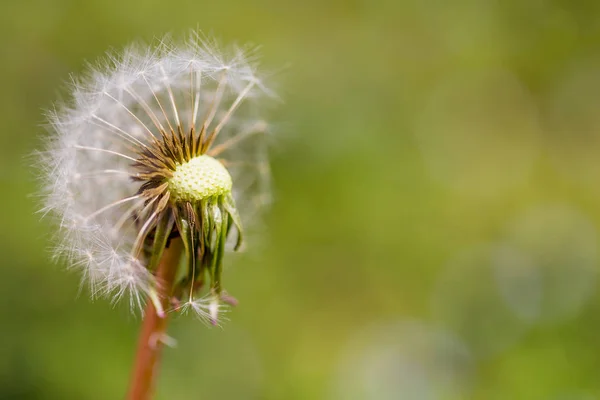 Gros plan sur la moitié des graines de dendelion soufflées. Taraxacum graines isolées — Photo