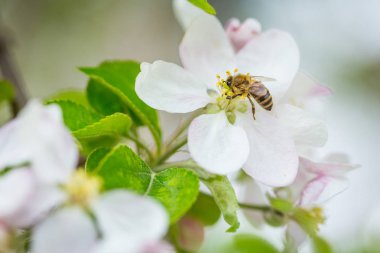 Bee collecting pollen on apple tree blossoming flower at spring. Apple tree bloom clipart