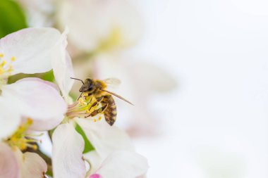 Bee collecting pollen on apple tree blossoming flower at spring. Apple tree bloom clipart