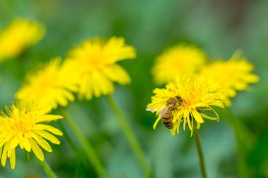 Arı parlak sarı karahindiba çiçek polen toplama. Taraxacum çiçek açan çiçek