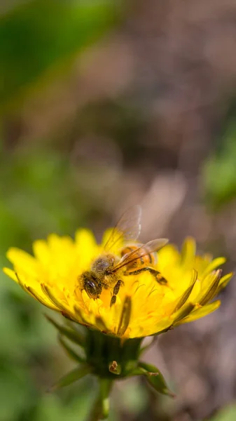 Abeja que recoge el polen en la flor de diente de león amarillo brillante. Taraxacum flor en flor —  Fotos de Stock